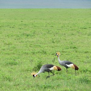 Gray Crowned Cranes