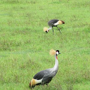 Gray Crowned Cranes