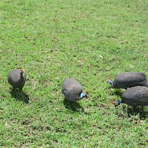 Helmeted Guineafowl