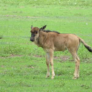 Blue Wildebeest Calf