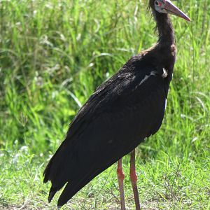 Abdim's Stork
