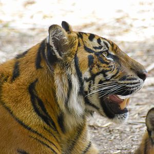 Sumatran Tiger (Panthera tigris sumatrae)