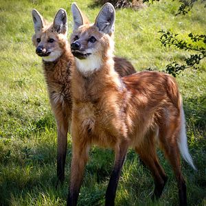 Male & Female Maned Wolves / Hamerton / 13-9-19