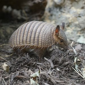 Screaming Hairy Armadillo (Chaetophractus vellerosus)