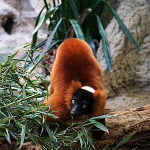 Red Ruffed Lemur