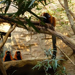 Lemur and Her Plush Friends, September 2013