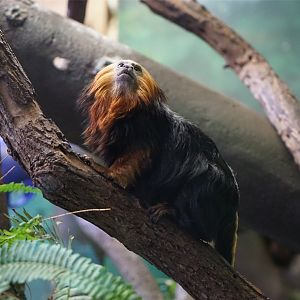 Golden-headed Lion Tamarin