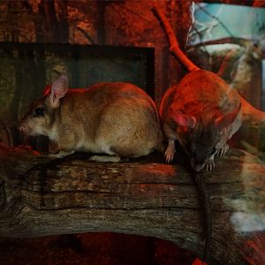 Malagasy Giant Rat (Hypogeomys antimena), May 2015