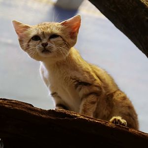 Sand Cat