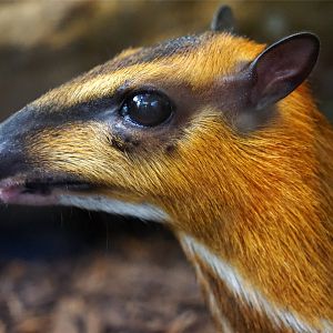 Greater Mouse-deer (Tragulus napu), May 2015