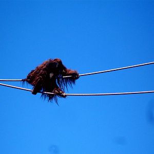 Kiko crossing the O-Line