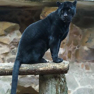 Black Jaguar