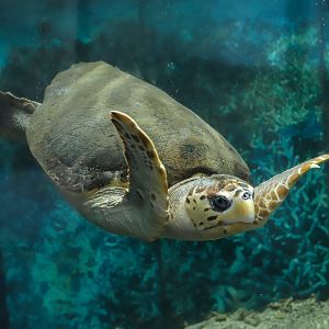 Loggerhead sea turtle