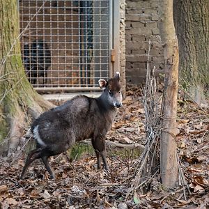 Tufted deer