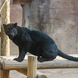 Black panther