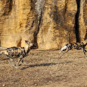 African wild dog