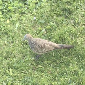 Zebra Dove