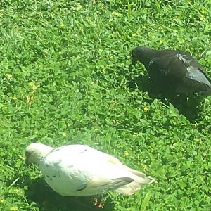 Pair of Feral Pigeons