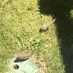 Pair of Common Waxbills
