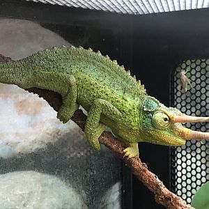 Yellow-crested Jackson's chameleon (Petco)