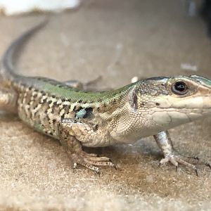 Italian wall lizard (Petco)