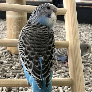 Budgerigar (Petco)