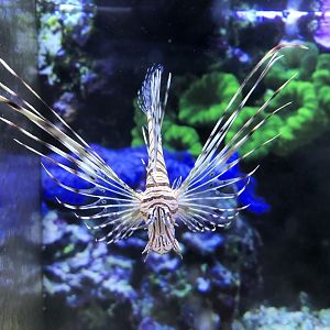 Red lionfish (Petco)