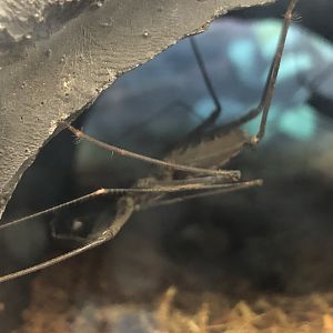 Tailless whipscorpion ID (Pecto)