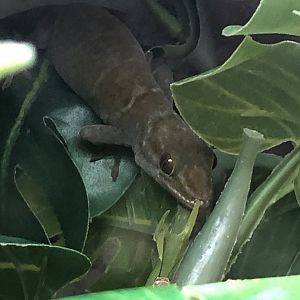 Golden gecko (Petco)