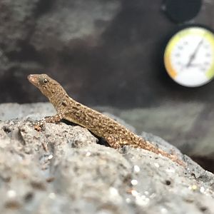 Nicaraguan yellow-headed gecko (Petco)