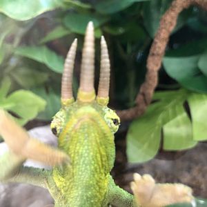 Yellow-crested Jackson's chameleon (Petco)