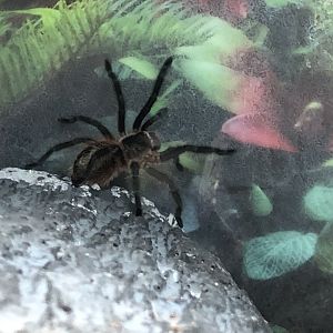 Tarantula ID (Petco)