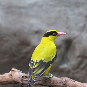 Black-Naped Oriole