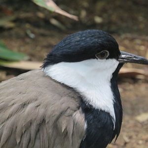 Spur-Winged lapwing