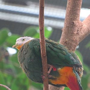 Wompoo Fruit Dove