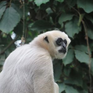 Northern White-cheeked gibbon