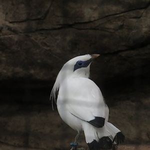 Bali Myna