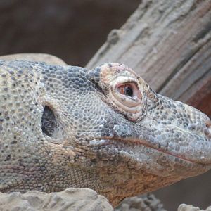 Komodo Dragon