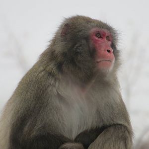 Snow Monkey