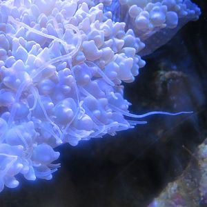 Bubble-Tipped Anemone