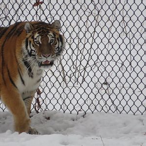 Siberian Tiger