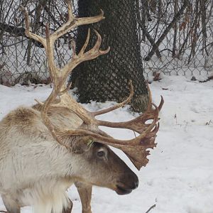 Reindeer
