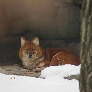 Dhole Portrait