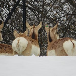 Pronghorn