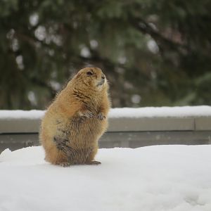 Black-tailed Prairie dog