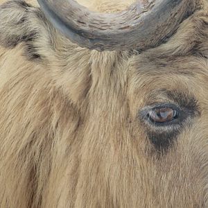 Sichuan Takin Portrait