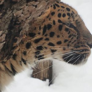 Amur Leopard