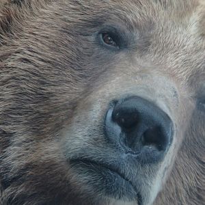 Grizzly bear Portrait