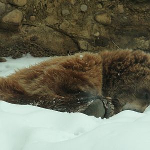 Grizzly bear in the snow