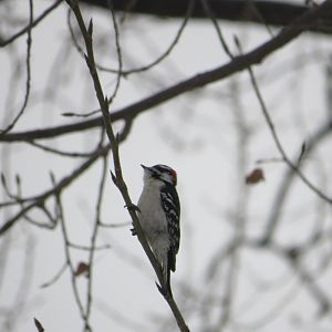 Downy Woodpecker
